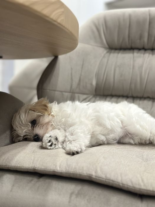 Мальтійська болонка