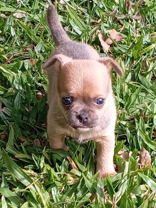 Macho chihuahua mini