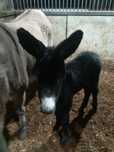 Burro / Animal /