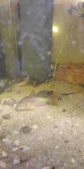 Corydoras bronze