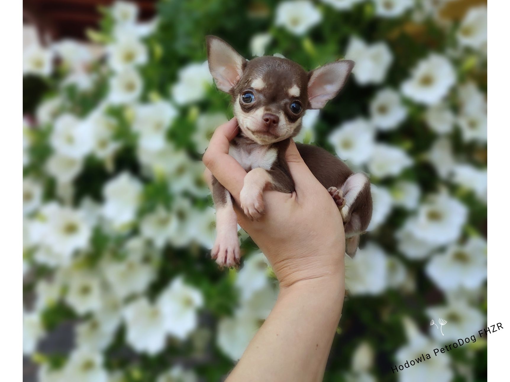 Chihuahua cudny piesek gotowy do odbioru