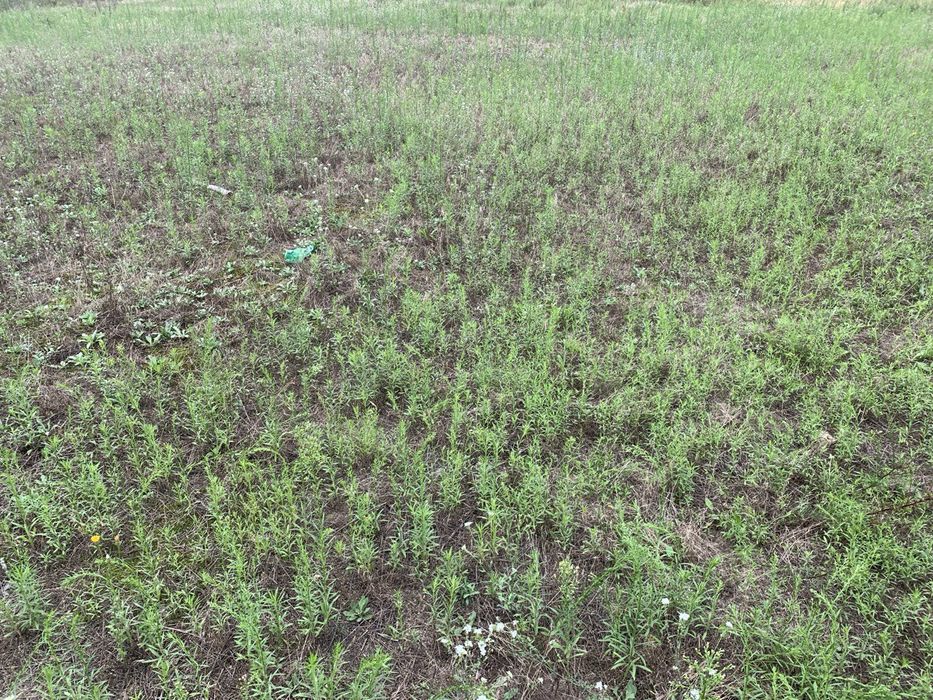 Рівна ділянка для будівництва у Горенці, 40 соток