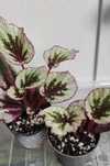 dwie sadzonki begonii REX - begonia