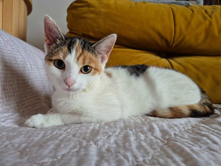 Jutrzenka czeka na dom