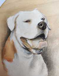Buldog amerykański portret psa pies