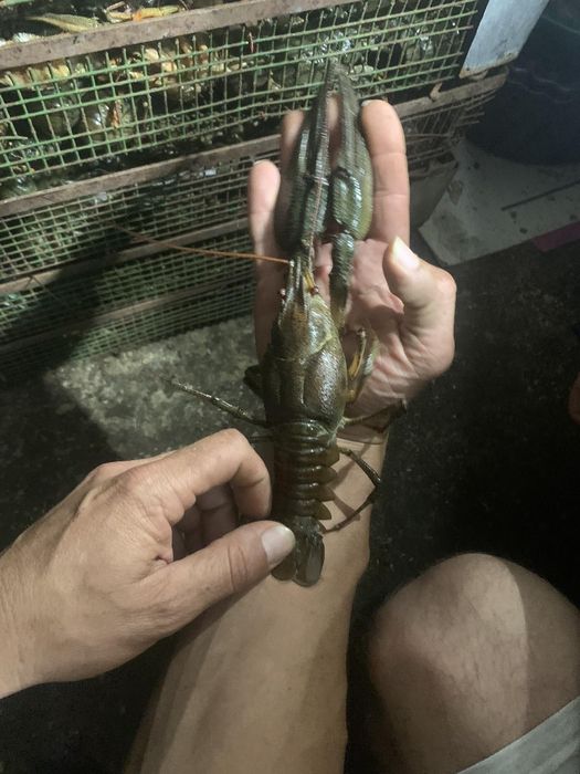 Продам свіжевиловлені раки та рибу