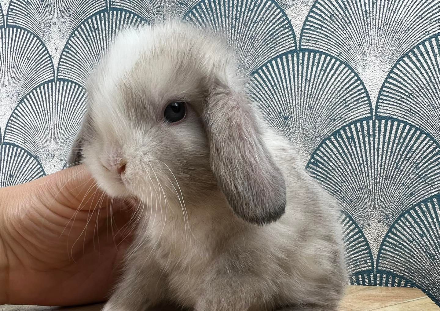 Mini lop karzełek teddy po pięknych rodzicach hodowla