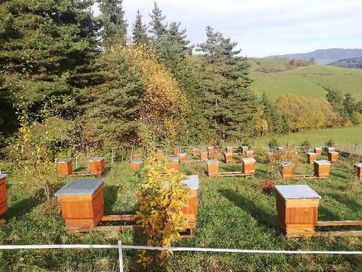 Pszczoly,Rodziny pszczele