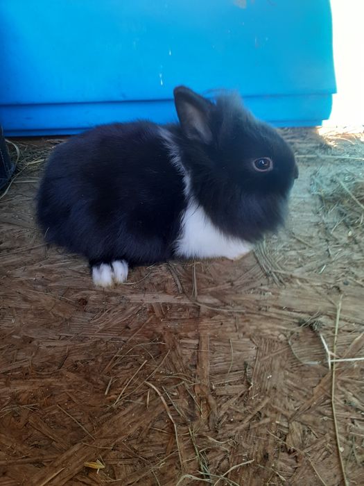 Króliki miniaturki i baranki