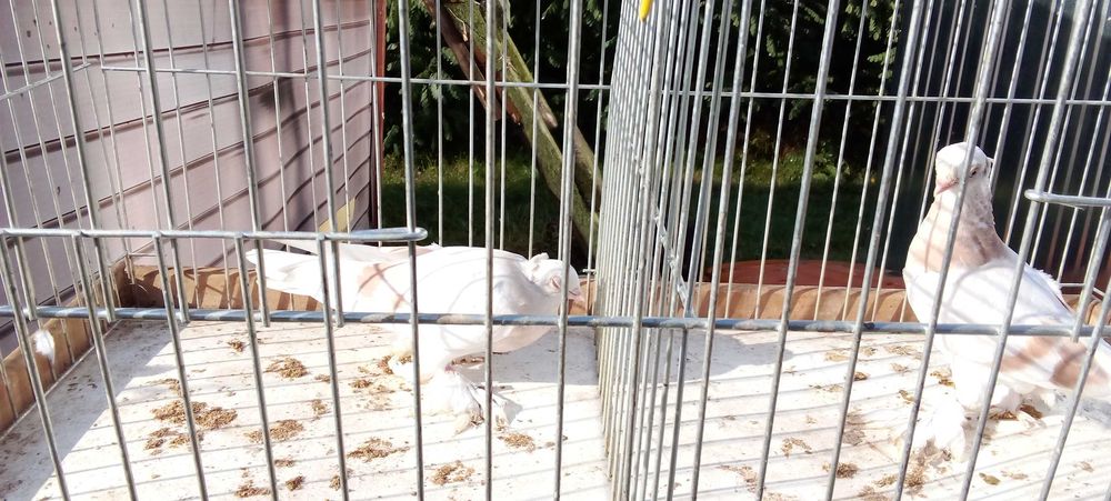 Blaowindry koroniate, żałobna perłowa koroniata, bocianka niemiecka