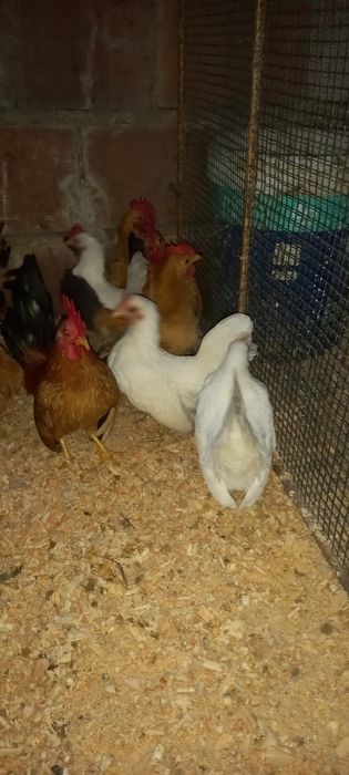 Galinhas    serama