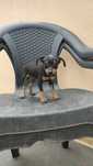 Pinscher miniatura macho