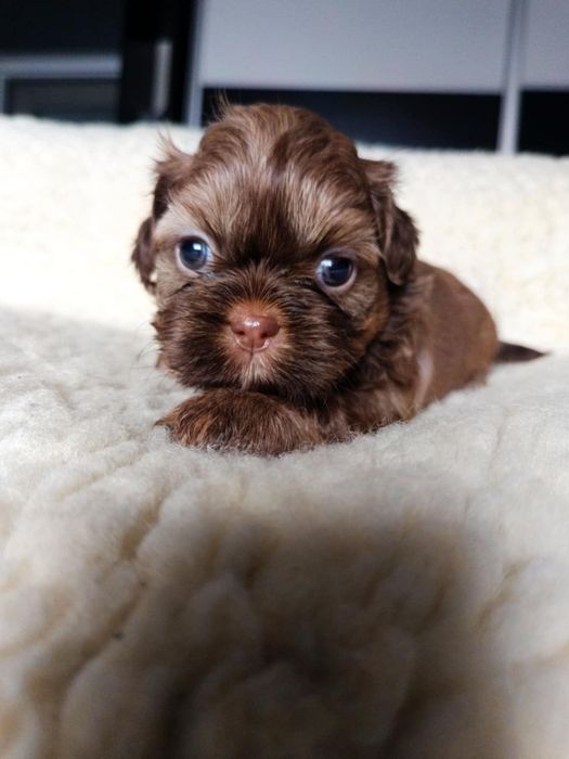 OKAZJA! Czekoladowa suczka Shih Tzu szuka domu (RODOWÓD/SZCZEPIENIA)