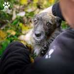 Niewielki pies Rekin do adopcji!