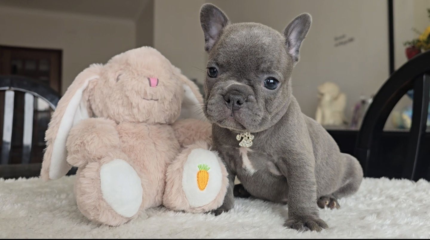 Bulldog Francês blue