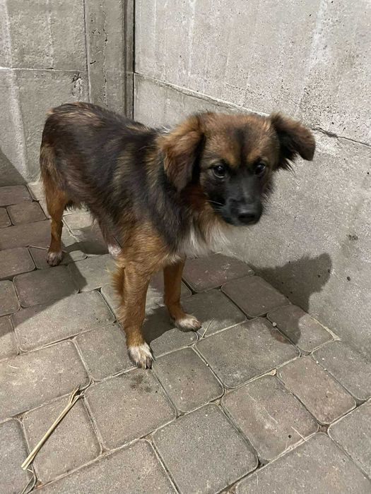 Wintydz szuka domu -schronisko Zgierz-aktualne