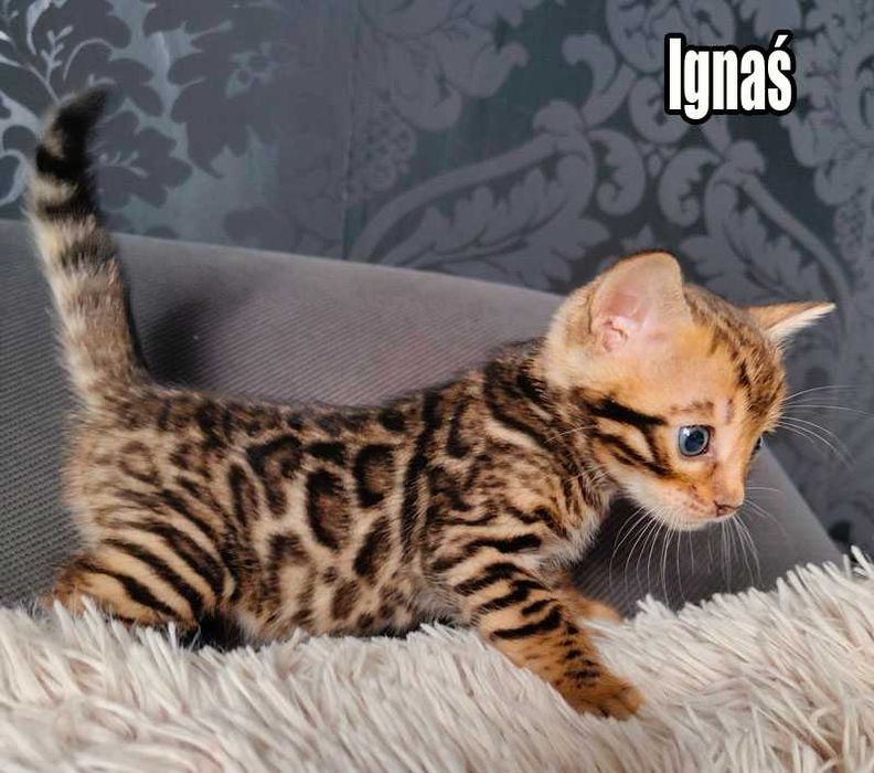 Kocurek bengalski z rodowodem
