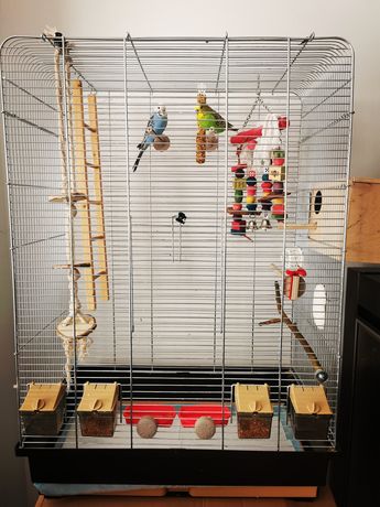 Papużki faliste młode (parka)  + duża  klatka z wyposażeniem