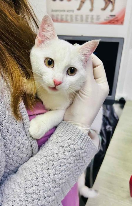 Чисто біле кошеня в добрі руки