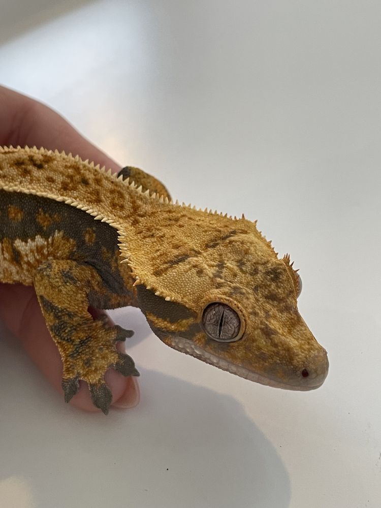 1.5 roczny samiec gekona orzęsiona z fauna boxem