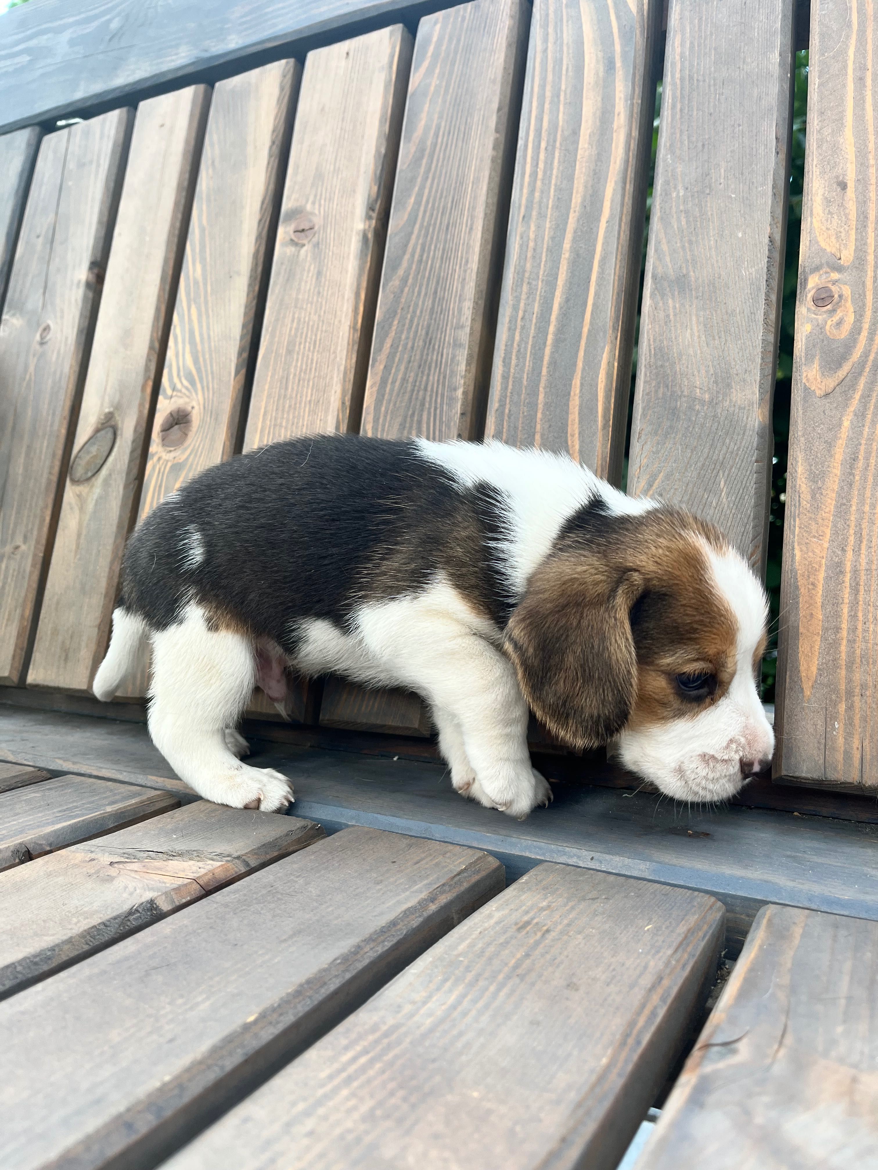 Beagle tricolor chip