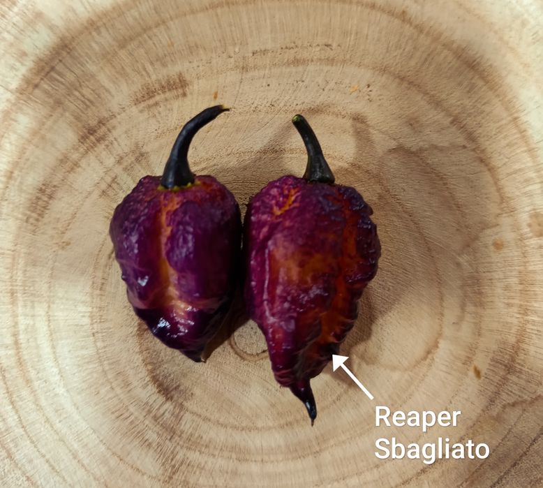 Caixa de malaguetas frescas ardência Nuclear