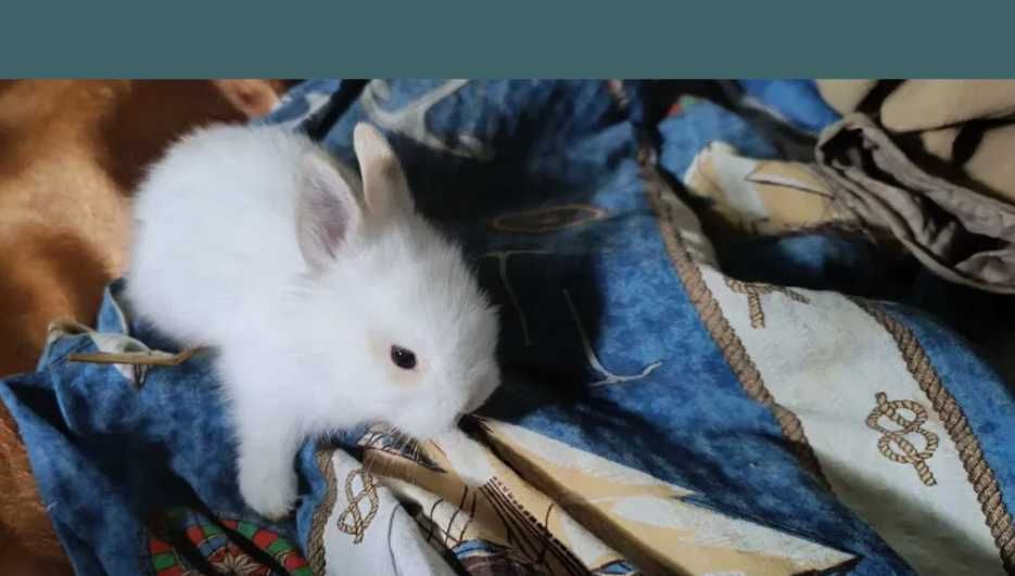 Miniatury króliczków angor i Karzełek Teddy