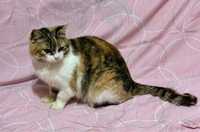 Спокойная красивая трехцветная кошечка Лапушка 1.4г кошка