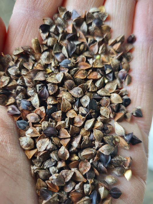 Gryka nasiona czyste EKO . Soczewica  Kurier