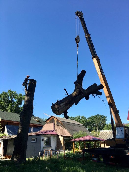 Видалення, спил дерев,чистка,кронування, корчування пнів, покіс трави