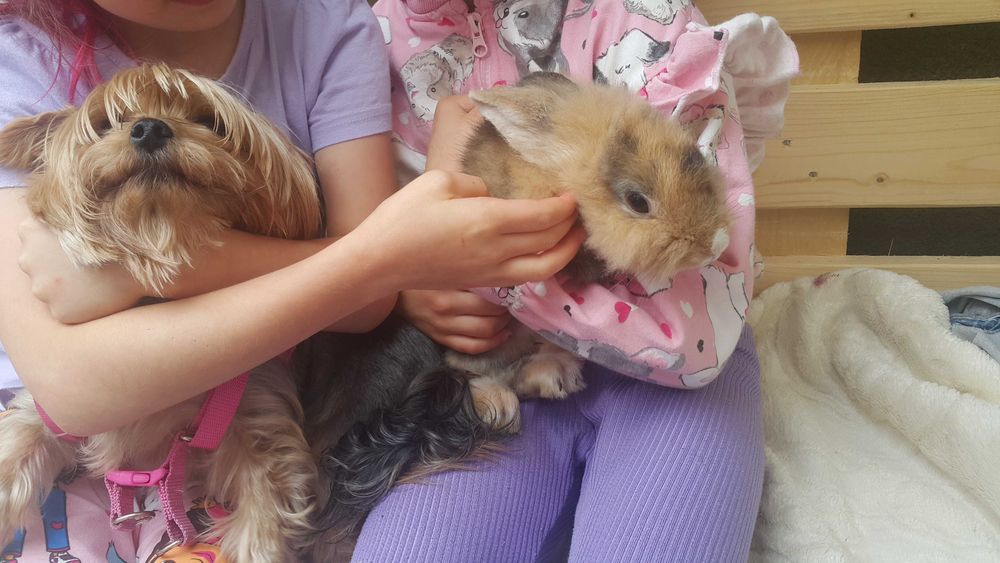 aktalne Sliczny Krolik miniaturka z drewniana klatka