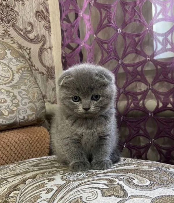 Висловухий британець