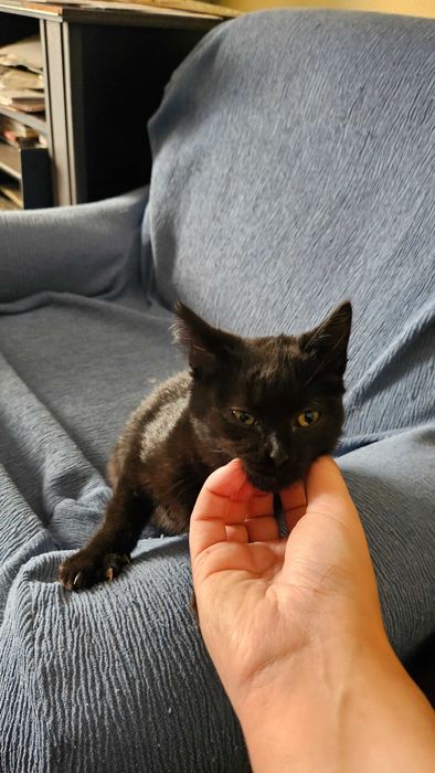 Gatinha para adopção RESPONSÁVEL