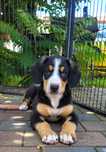 Entlebucher Szwajcarski Pies Pasterski FCI