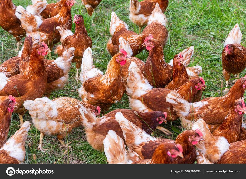 kury nioski drób ptactwo gołębie strusie pawie hodowla