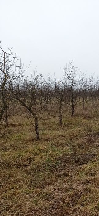 Обрізка яблуневого садку, потрібні люди для обрізки садка в Лукашівці