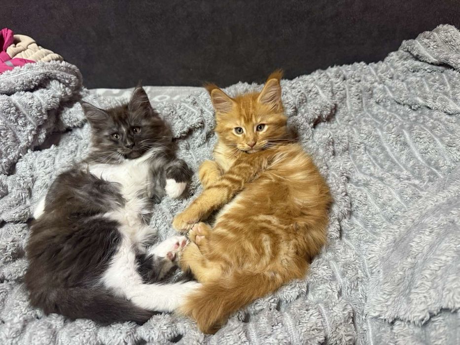 Продаю котят Мейн Кун