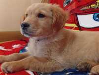Szczenię golden retriever złota sunia do odbioru