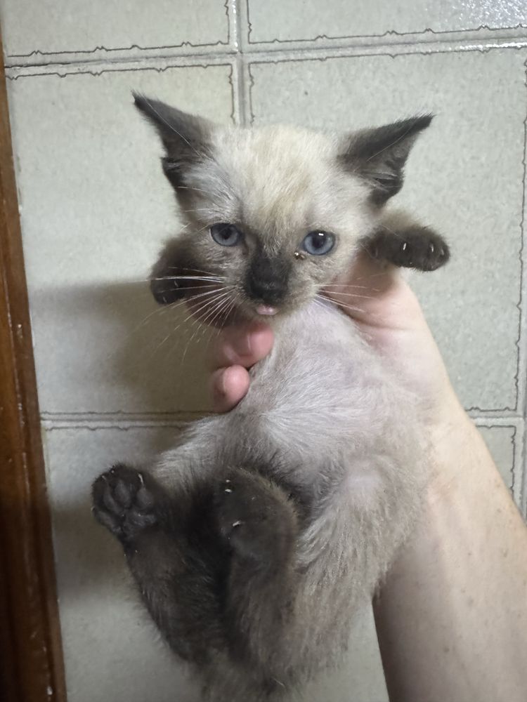 Gatinhos para adoção