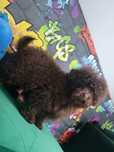 Bolonoodlle &bolonka &pudel&maltipoo