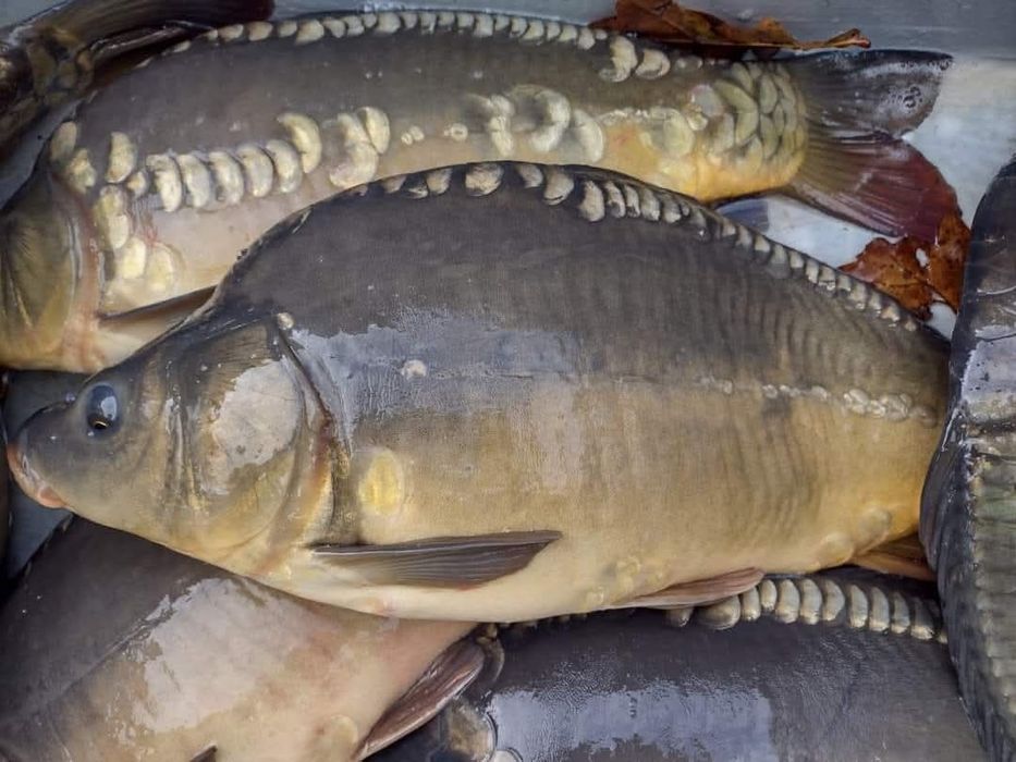 Karp królewski hurt karp żywy