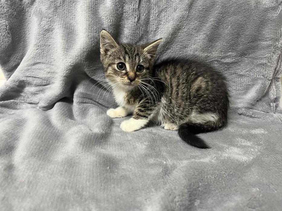 Mały kocurek Panek do adopcji! Biało bury kociak szuka domu