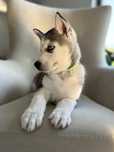 Suczka siberian husky szczeniak