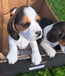 Beagle szczeniak piesek