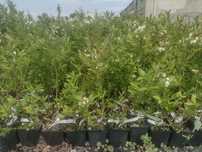 Саженцы голубики оптом | 3 года | GreenHouse24 |