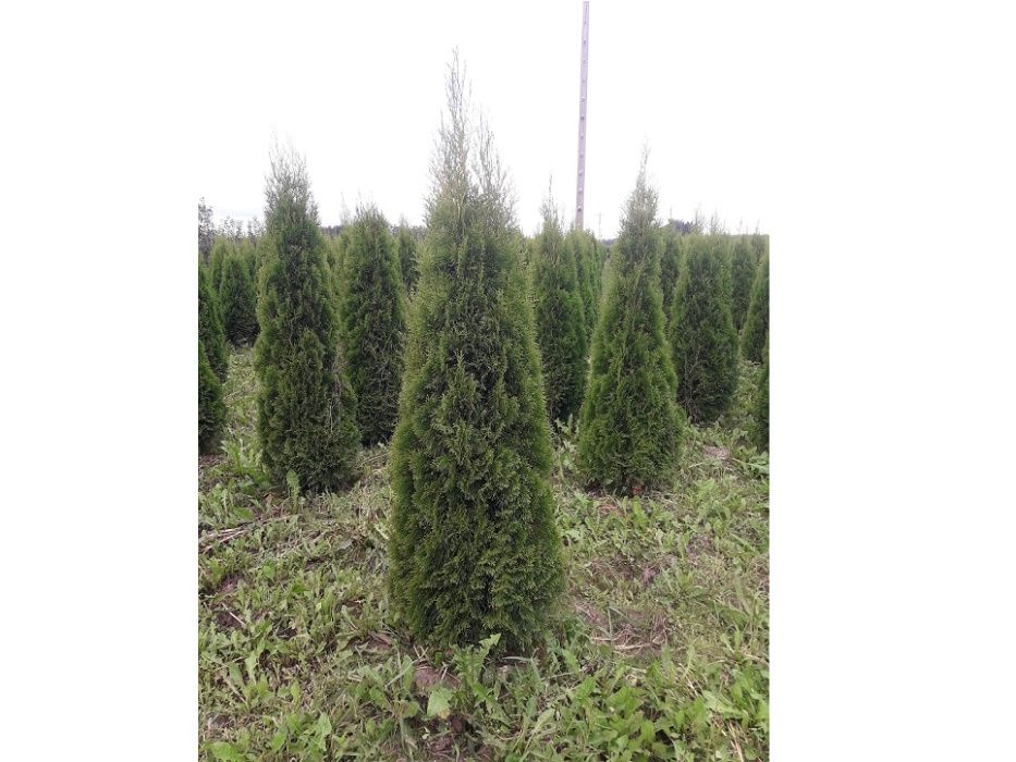 Tuja Szmaragd 160,180,200,220 cm! Thuja Smaragd! Dowóz! Sadzimy! Tuje!