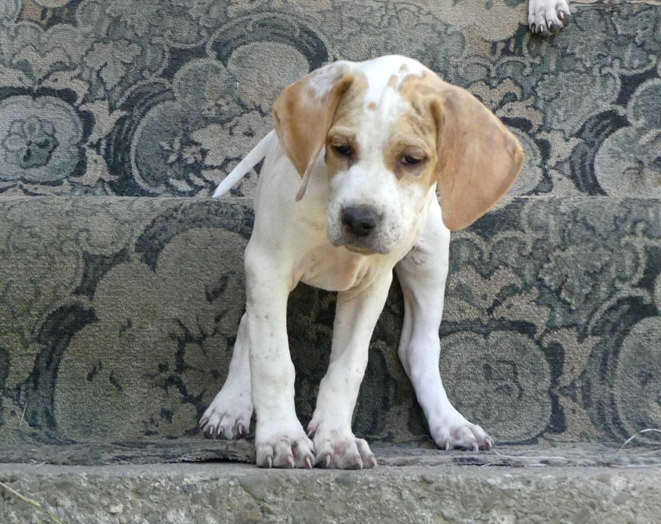 Bella- suczka rasy pointer, wyżeł angielski