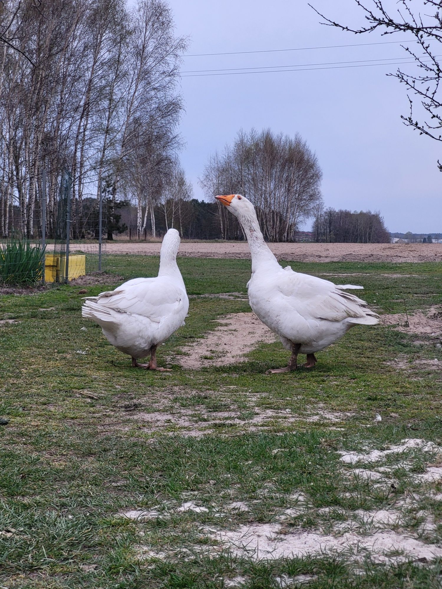 Para gęsi on i ona
