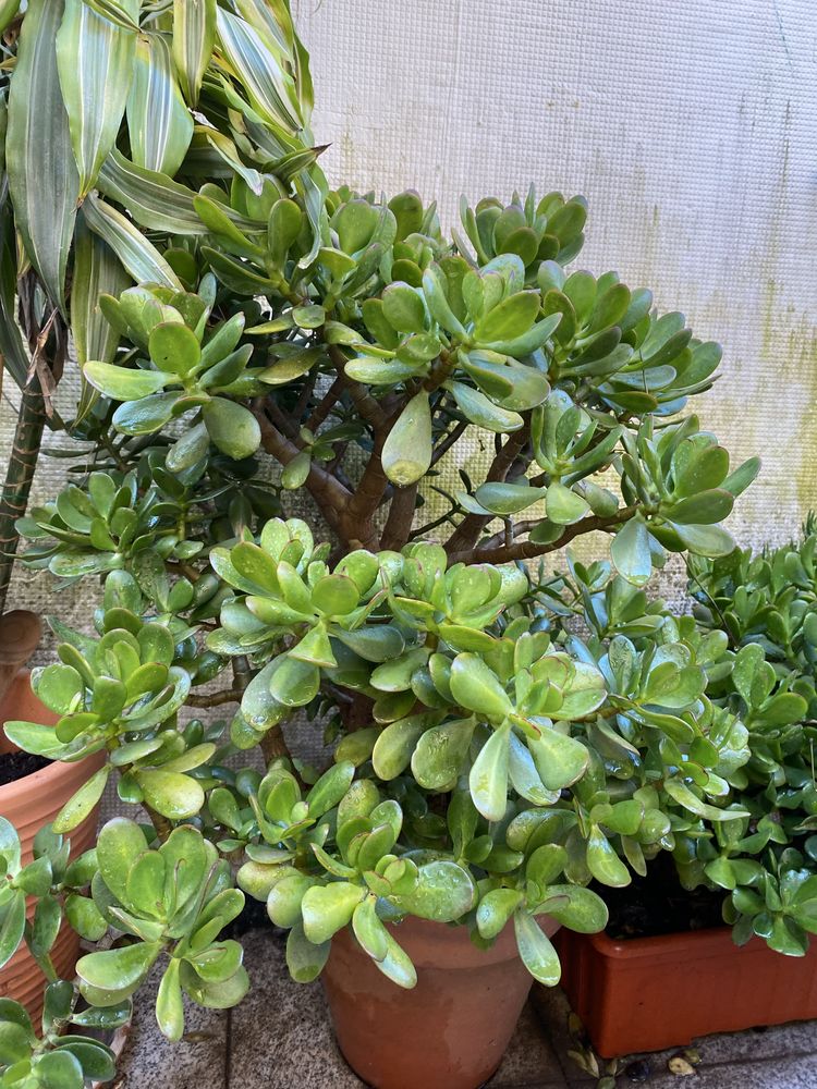 Vendo Grassula ovata planta interio exterior