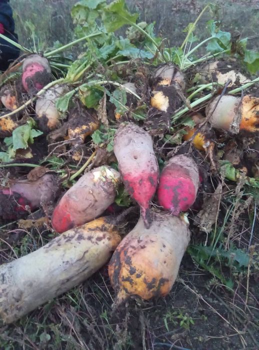 Буряк червоний колір